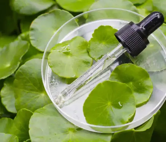 Centella Asiatica Nedir? Cilt İçin Faydaları Nelerdir?